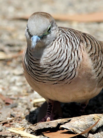 Peaceful Dove (Geopelia striata)